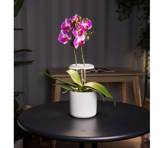 Светильник фито Cactus Garden светодиод 7.5Вт, цвет свечения: белый (CS-LED-ORCHID) 1997128