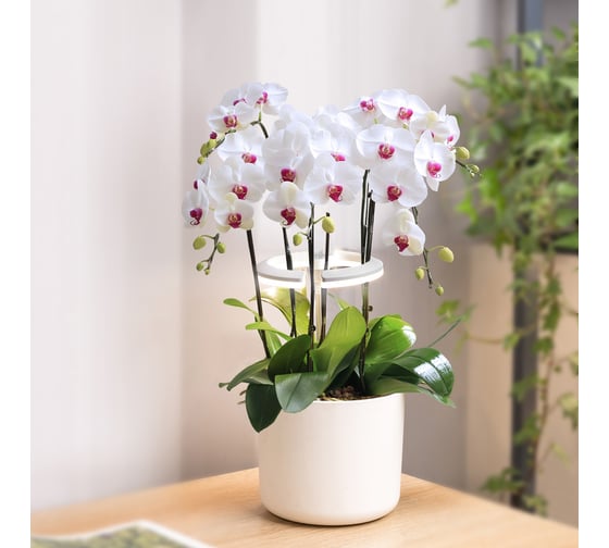 Светильник фито Cactus Garden светодиод 7.5Вт, цвет свечения: белый (CS-LED-ORCHID) 1997128