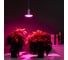 Лампа светодиодная для растений Inbloom 72LED фиолетовый, 13x8см, E27, 15Вт, 220В, пластик 185-087 7