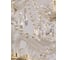 Хрустальная люстра Bohemia Classic Light 107/10+5/300 G 7