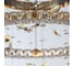 Люстра Citilux ETERA LED хрустальная с пультом CL322090 9