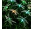 Гирлянда-нить Luazon DECOR, IP44, на солнечной батарее, Стрекоза, 4.5 м, Н.Т. LED-30-1.2V, 2 режима, зеленый/аквамарин/желтый 6253363 1