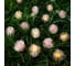 Гирлянда-нить Luazon DECOR, IP44, на солнечной батарее, Ежики, 4.5 м, Н.Т. LED-30-1.2V, 2 режима, красный/желтый 6253362 3