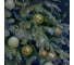 Нить Uniel ULD-S10000-1000/DGA WHITE IP20 DEW UL-00012088 4