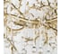 Подвесная люстра LOFT IT Coral 10351/800 AB 5