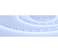 Светодиодная лента Arlight RT 2-5000 12V Blue 2x0123301 5 м 012330(1)