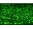Гирлянда Neon-Night Мишура 3м, прозрачный ПВХ, 288 LED Зеленые 303-604 1