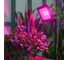 Светодиодный прожектор для растений Uniel ulf-p42-100w/spbr ip65 180-260v black UL-00010385 7