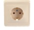 Розетка Systeme Electric 1-м СП Этюд 16А с заземлением, кремовая PC16-003K 3