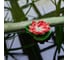 Садовый светильник на солнечной батарее Uniel USL-S-826/PT060 RED WATERLILY UL-00011599 12