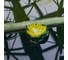 Садовый светильник на солнечной батарее Uniel USL-S-827/PT060 YELLOW WATERLILY UL-00011600 12