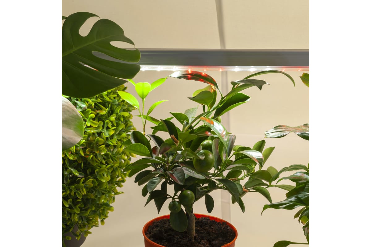 Линейный фито светильник для растений и рассады ЭРА полного спектра .
