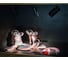 Подсветка для ювелирных изделий ARTE LAMP PRESTO A6386PL-1BK 3