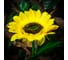 Садовый светильник на солнечной батарее Uniel «Подсолнух» USL-S-814/PT700 SUNFLOWER UL-00009378 5