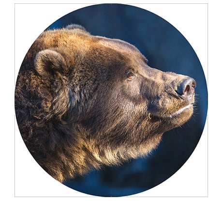 Чехол запасного колеса SKYWAY Медведь R16/17 экокожа полиэстер S06301037