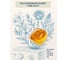 Капсулы для стирки DUKE'S HOME WONDERS Duke's AROMA, для цветного и белого белья, аромат Pure Gold 12шт DS049 5