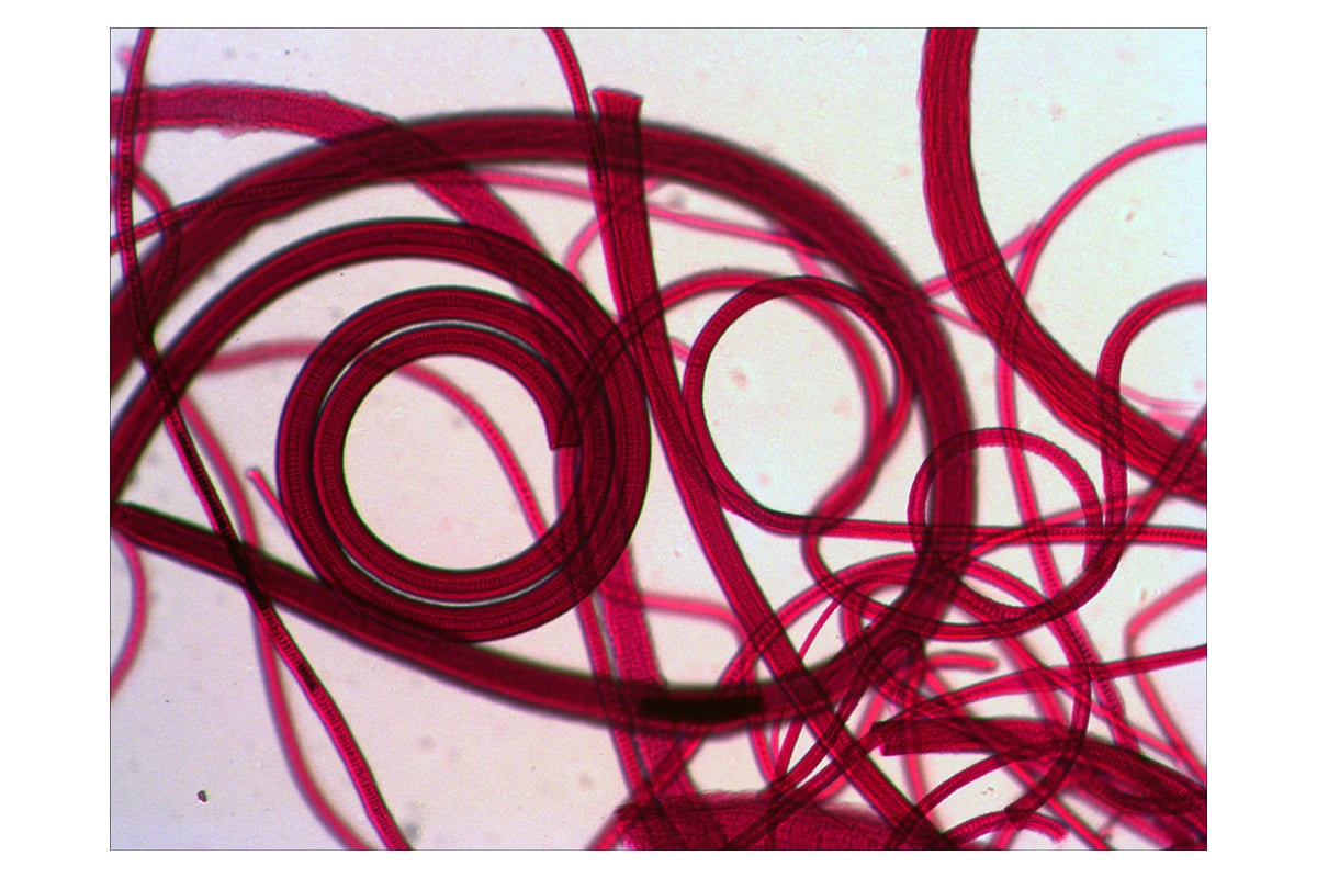 Микроскоп увеличение 400 крат. Аксессуары levenhuk n18 ng ботаника и зоология. Микроскоп 100 крат. Микроскоп 1000 крат. Что можно увидеть в микроскоп крат.