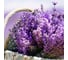 Ароматическое масло Stadler Form Lavender (Лаванда) A-147 21