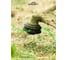 Леска для триммера POLYAGRO Gold "звезда" 2,4ммx15м (в блистере) 7704410 3