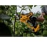 Комплект лезвий Dewalt для секатора DCMPPRB1, для DCMPP568, рез до 32 мм DCMPPRB1-QZ 5