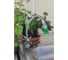 Коннектор с креплением на кран (3/4"; с хомутом; пластик/резина) Greengo 5226089 5