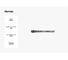 Метчик YAMAWA VUSP ISO2X M 3X0.35 3101101036 3