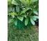 Защитно-декоративное ограждение GARDENPLAST 00096 5