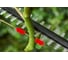 Кусторез-высоторез Bosch UniversalHedgePole без АКБ и ЗУ 06008B3001 4