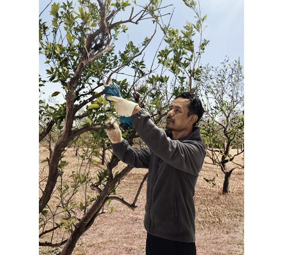 Аккумуляторный секатор Bosch Pro Pruner 06019K1021
