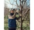 Аккумуляторный секатор Bosch Pro Pruner 06019K1021 6