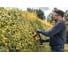 Аккумуляторный кусторез DEWALT DCMHT562N, 18 В, 56 см, 2800 ход/мин, без АКБ и ЗУ DCMHT562N-XJ 7