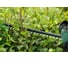 Аккумуляторный кусторез Bosch UniversalHedgeCut 18V-55 0600849J01 7