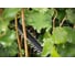 Аккумуляторный кусторез Bosch UniversalHedgeCut 18V-55 0600849J01 9