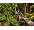 Аккумуляторный секатор Bosch EasyPrune 06008B2100 13