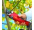Аккумуляторные ножницы Wolf-Garten Li-Ion Power RR 3000 7264000 3