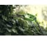 Аккумуляторный телескопический кусторез Greenworks G24PH51 2200207 9