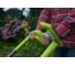 Аккумуляторная газонокосилка Ryobi ONE+ RLM18X33H40 5133002526 9