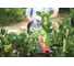 Аккумуляторный кусторез Greenworks G24HT Basic 24V 2201207 10