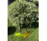 Грабли веерные ООО ПК Фабер Пласт Faber Gardener 00-00000496 1