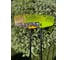 Грабли веерные ООО ПК Фабер Пласт Faber Gardener 00-00000496 3