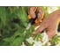 Ножницы для трав Fiskars SP15 1051602 4
