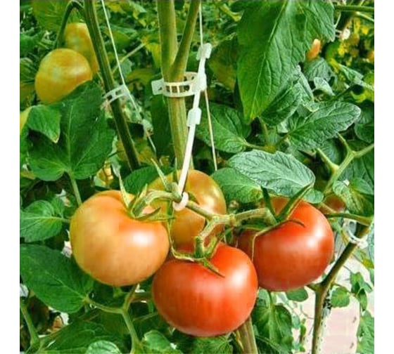 Садовая клипса Greengo d=15 мм, 50 шт. 1382855
