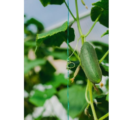 Подвязочная ПВХ лента Greengo 45 м 2702514