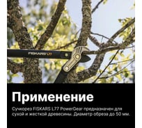Садовый сучкорез: купить телескопический, штанговый по доступной цене ...