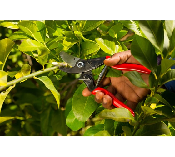Одноручный секатор FELCO F5