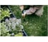 Корнеудалитель Fiskars OneClick (1080694) ЦИ-1638246880 5