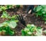 Комбинированная мотыжка Greengo 28 см, деревянная рукоять 1005015 6