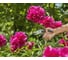 Секатор Gardena EcoLine 12210-20.000.00 5