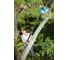 Телескопический высоторез Comfort 230 BL / Comfort gardena 08782-20.000.00 5
