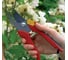 Секатор в блистере Wolf-Garten Классик RR 22 7236007 2